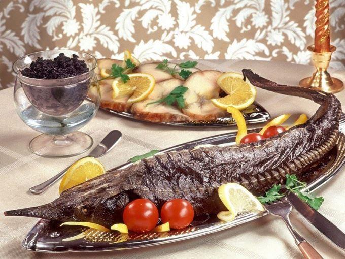 Nərə balığı