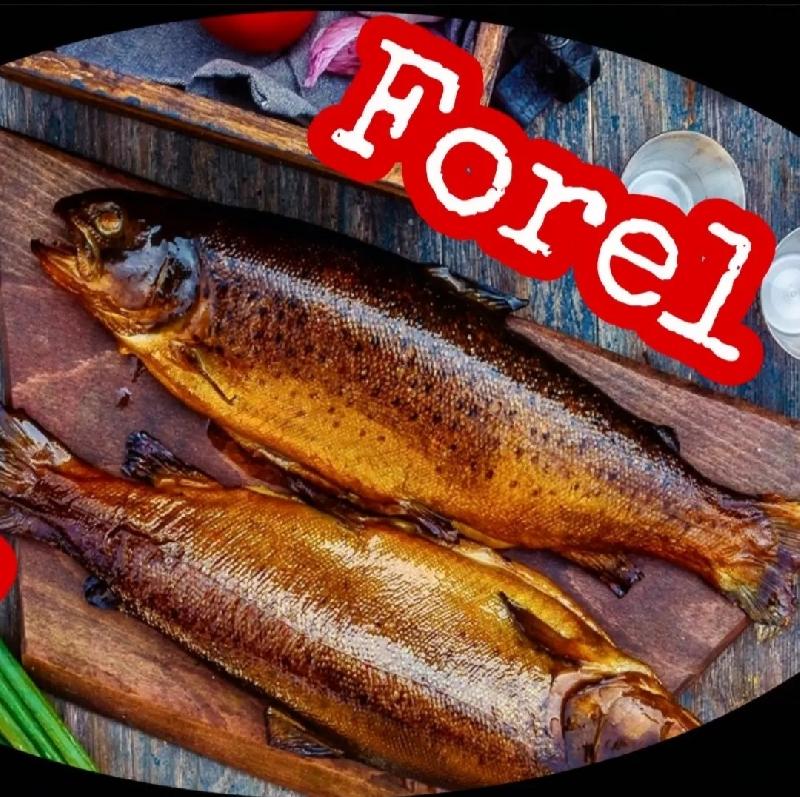 Forel