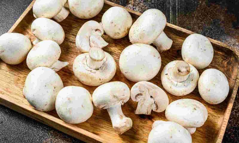 Mushroom