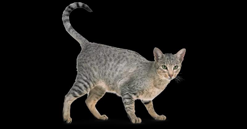 mehsul 1