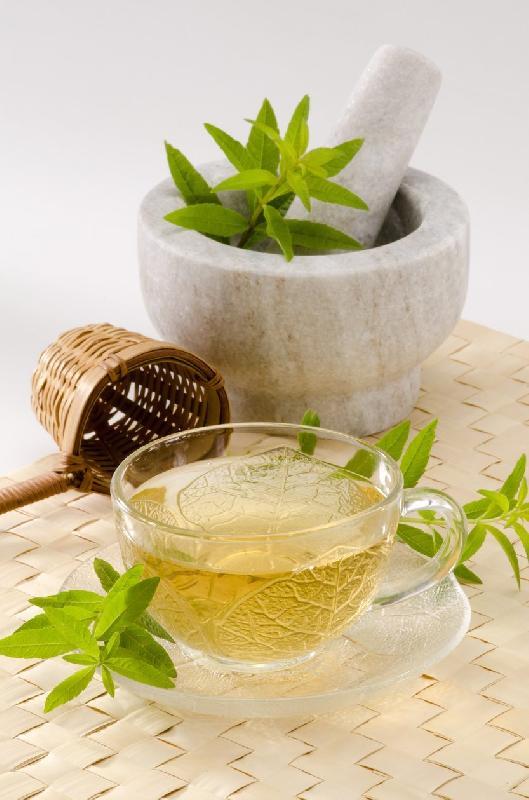 Verbena