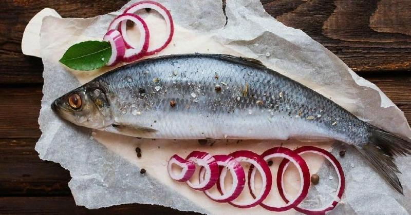 Marina edilmiş siyənək balığı