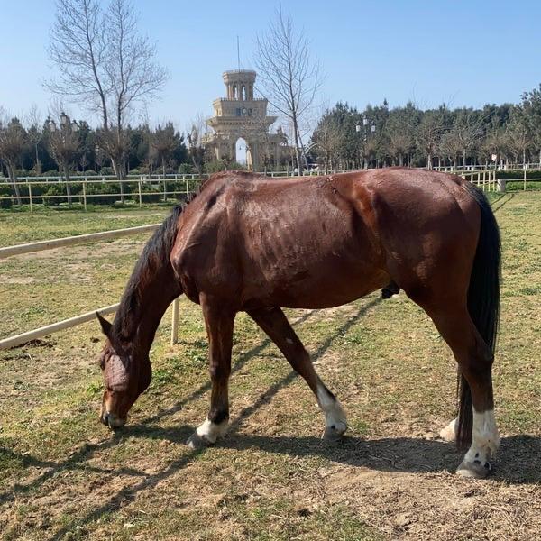 Ömər riding