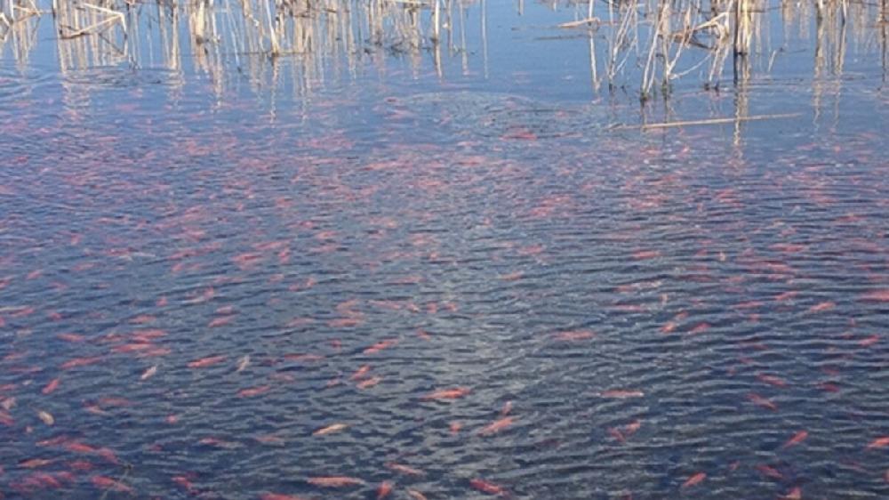 Fish Lake