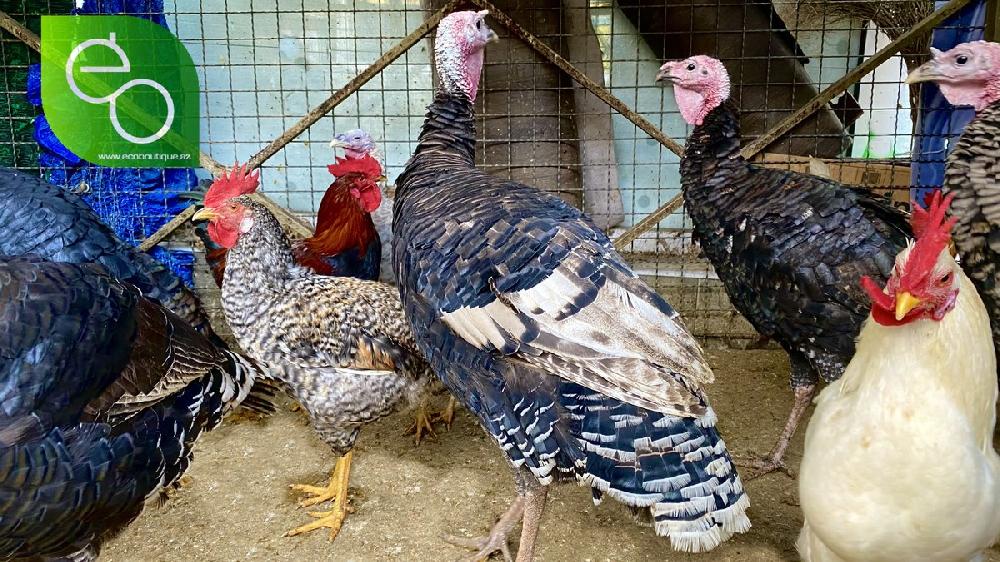 Hind Quşu Fərə (2kq-2.5kq) Yalnız sifariş zamanı kəsilir, təmizlənir !