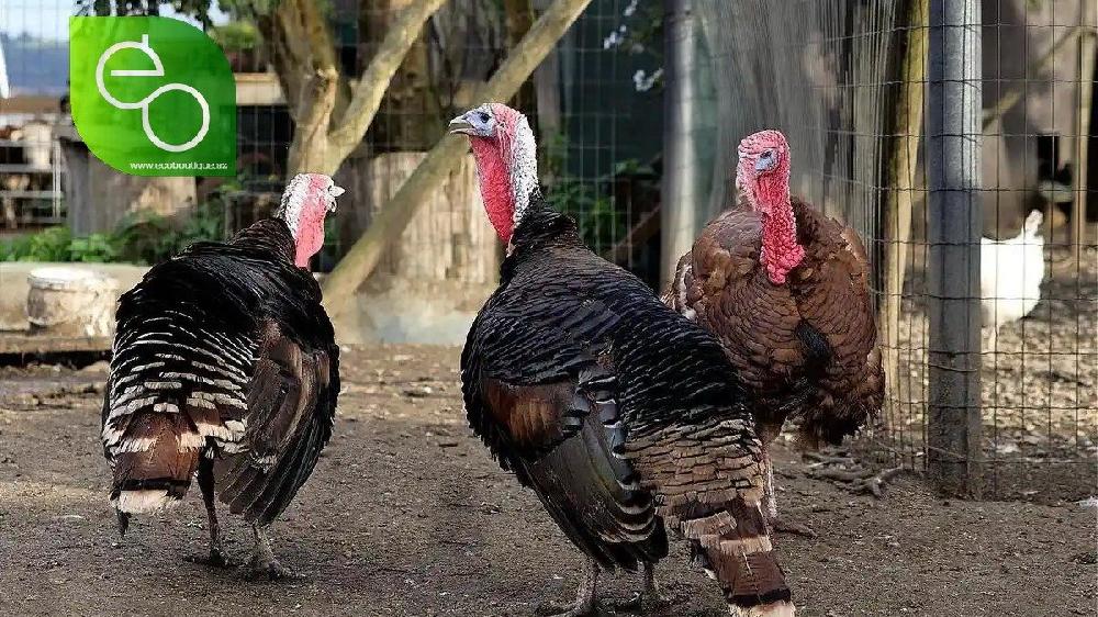 Hind quşu erkək (3.5kq-4kq) Yalnız sifariş zamanı kəsilir, təmizlənir!