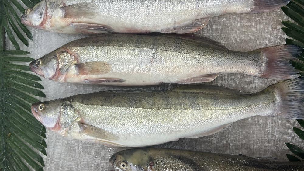 Sudak Mingəçevir 1əd (500gr)