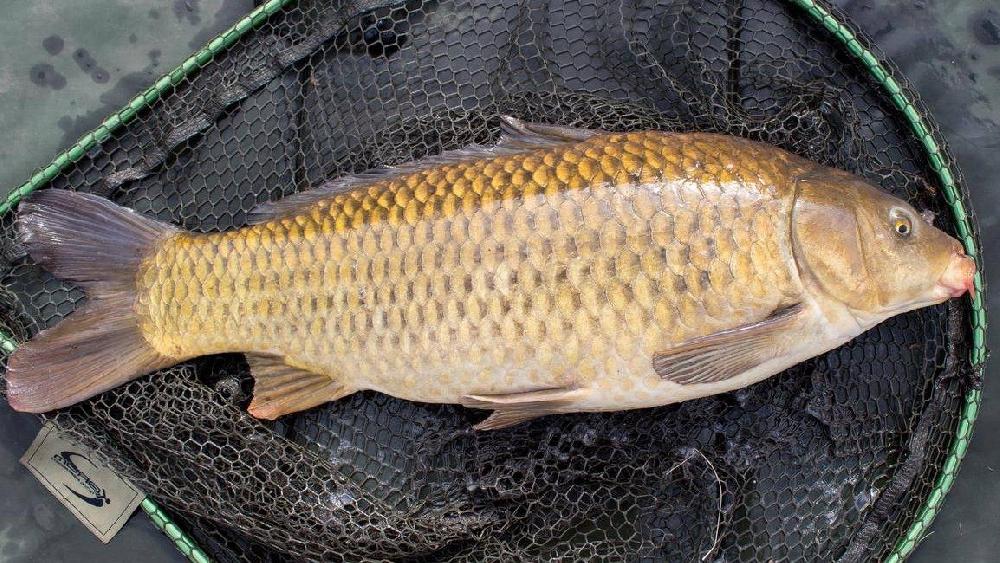 Sazan 1əd (2kg-2.5kg)