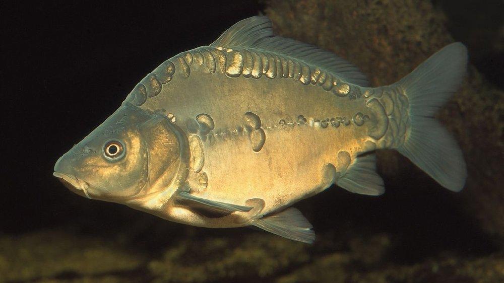 Karp 1əd(1.5kq-2kq)