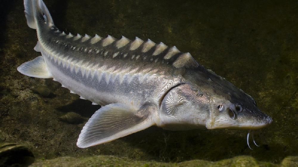 Beluqa  1kg
