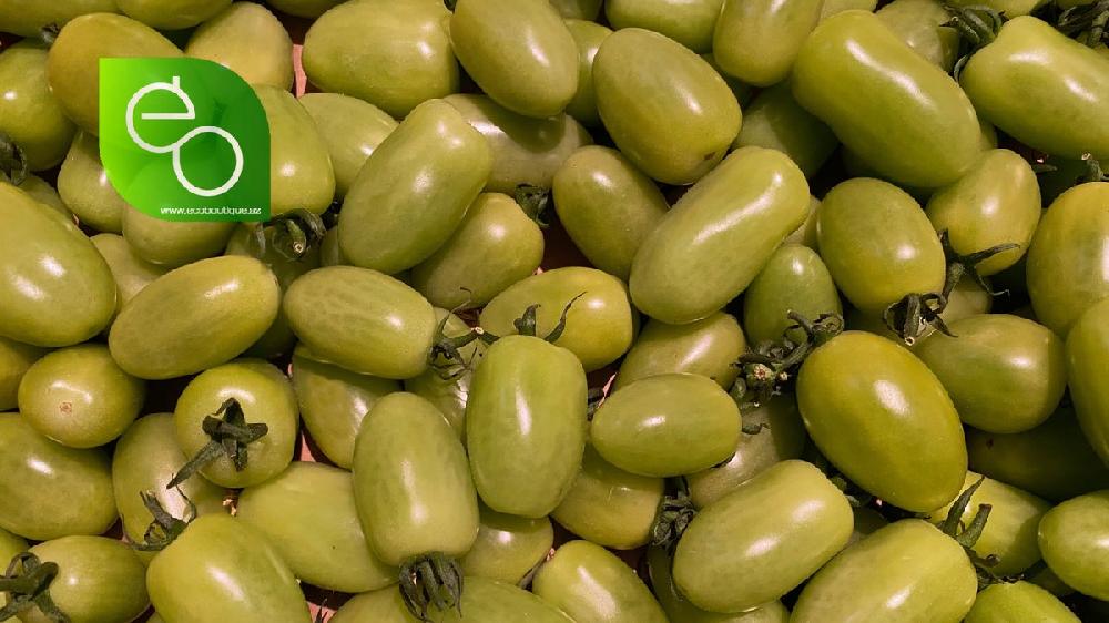 Pomidor Cherry Yaşıl - 300 qr
