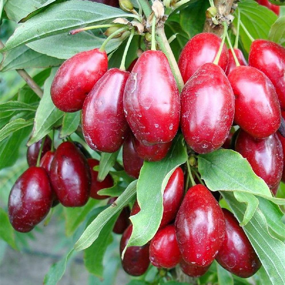 Zoğal mürəbbə