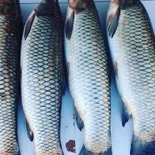 Göy balıq(kq) manqalda